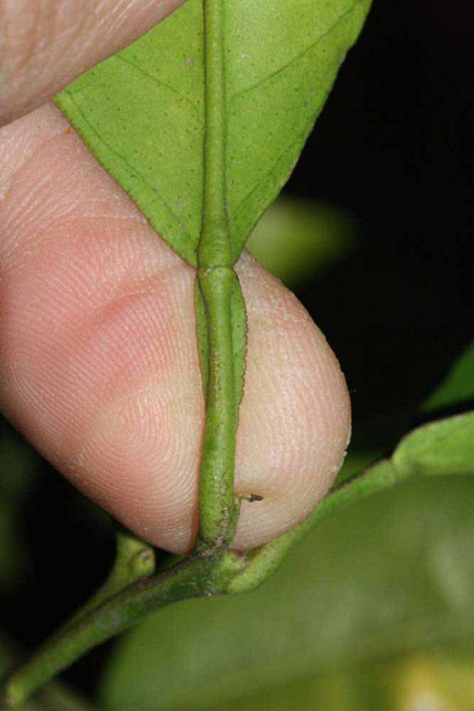              Petiole (Riverside, CA)       